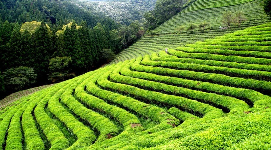 Trip To Munnar- Heavenly Places To Visit in Munnar