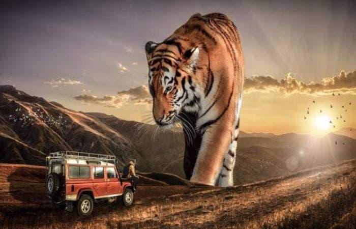 15 best wildlife safari experiences in South Africa