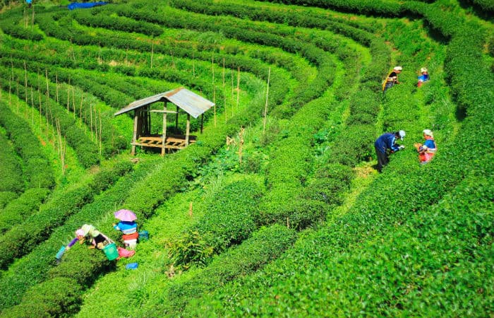 You will not be able to stop yourself to visit these 13 places in Darjeeling