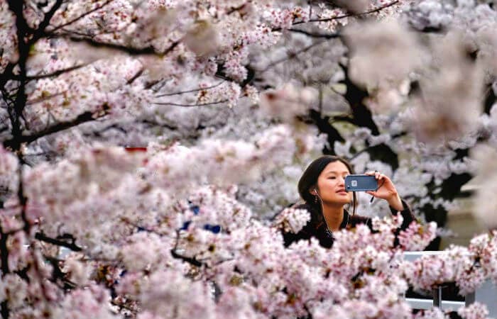 Cherry Blossoms Are Blooming At The New Spring Flower Cruise In Japan In 2019