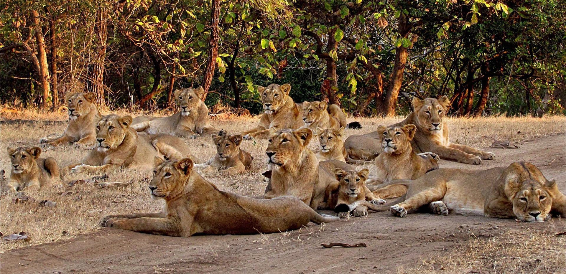 There are some unknown secrets of Asiatic Lions in Gir forest, Gujarat