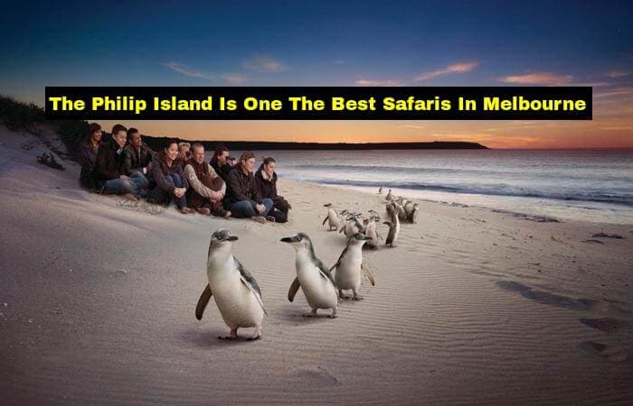 Tick The Box Of 5 Best Safari Places And Get Closer To Melbourne Zoo
