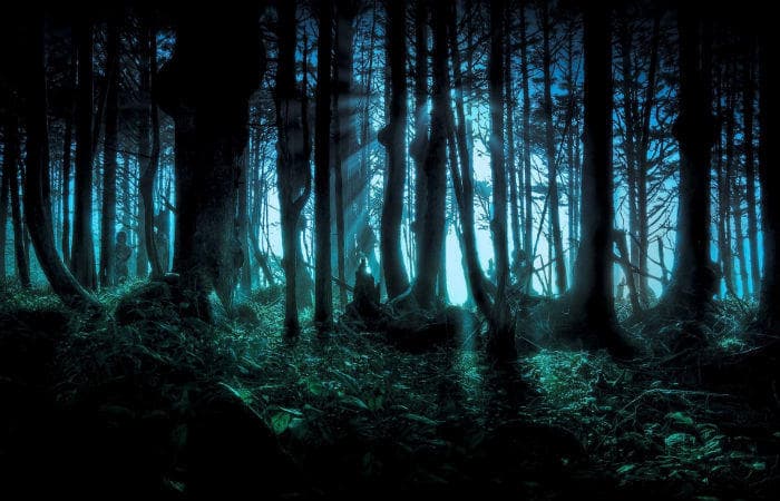 10 most haunted forests around the world