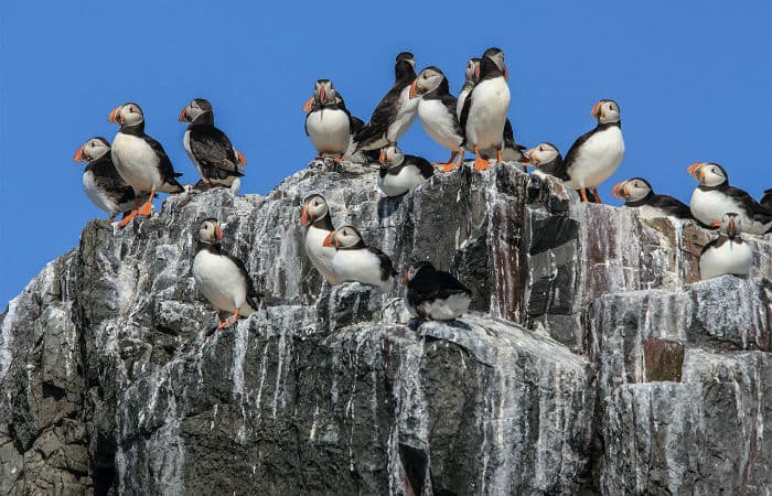 Poop of Birds keep the area cool in Arctic Circle? Check out the answer