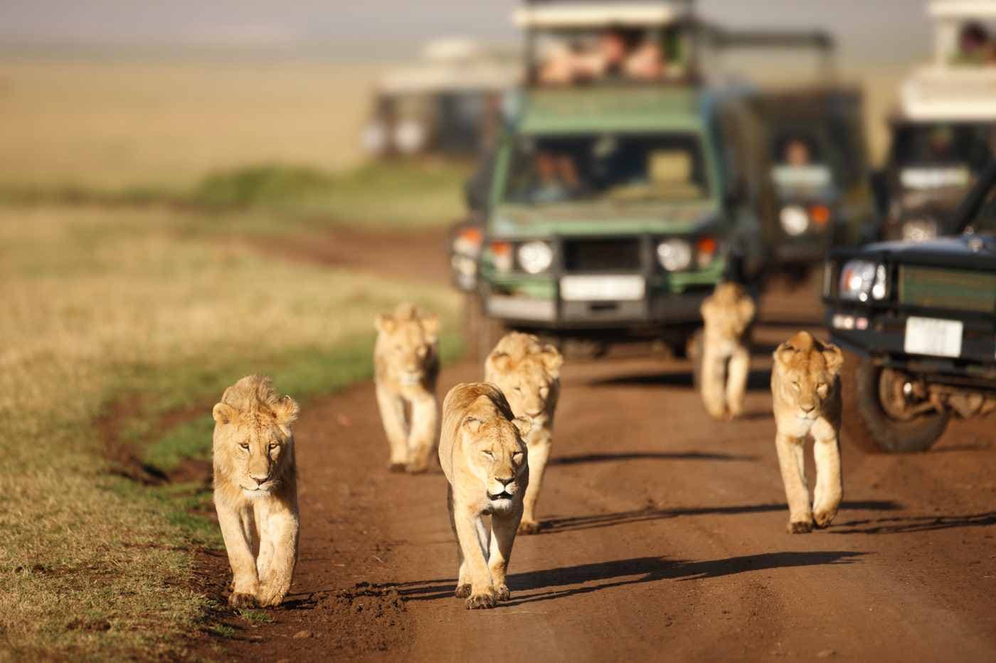 Safari Holidays – get ready to go on a wildlife journey!