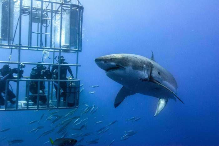 Enjoy 11 Thrilling Wildlife Safari Experiences In South Africa
