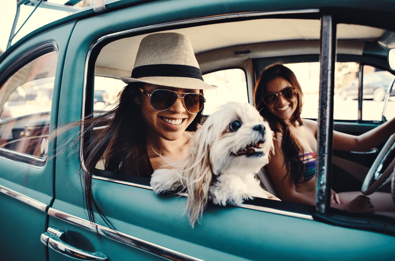 Traveling With Your Dog? Consider These Important Tips