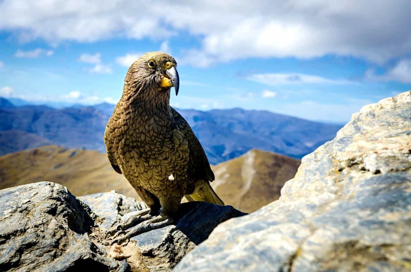7 Best Wildlife Reserves In New Zealand To Visit On Your Next Trip