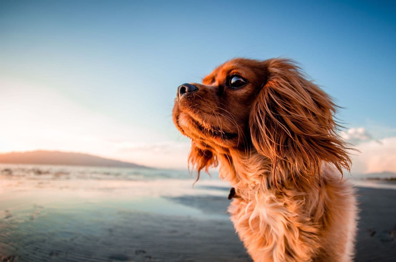 7 Worthwhile Dog-Friendly Vacation Destinations In California