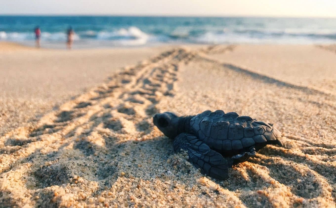 8 Best Things To Do In Maldives For Surreal Natural Experiences