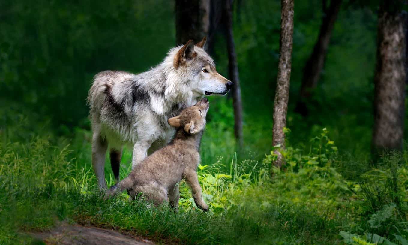10 Best Wildlife Adventure Tours Around The World
