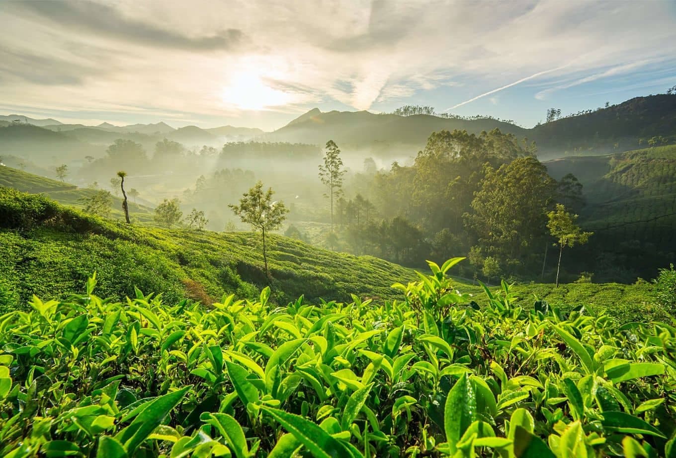 Winter Getaway: The Complete Guide To Munnar In December