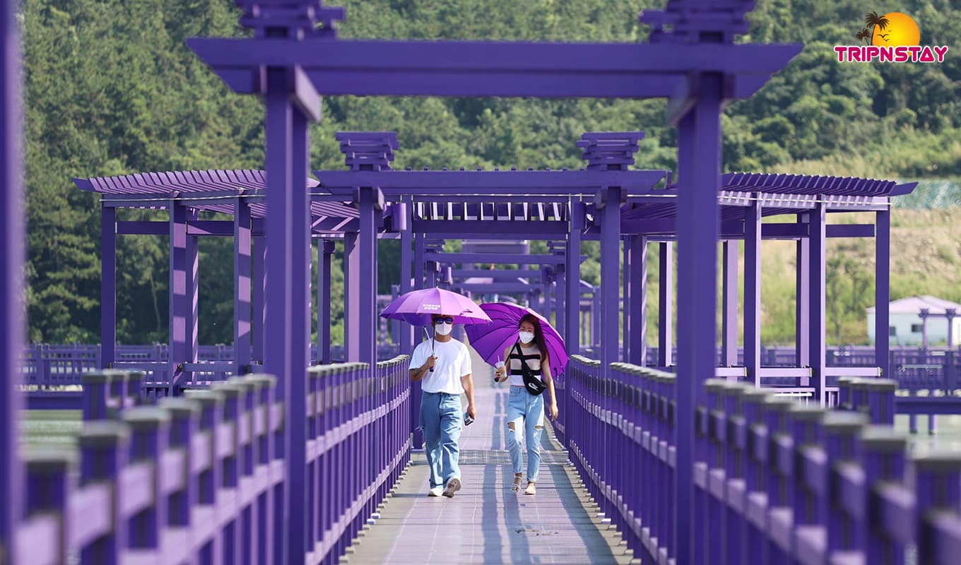 Once In A Lifetime Experience! Purple Island Is The World’s Best Photogenic Tourist Spot
