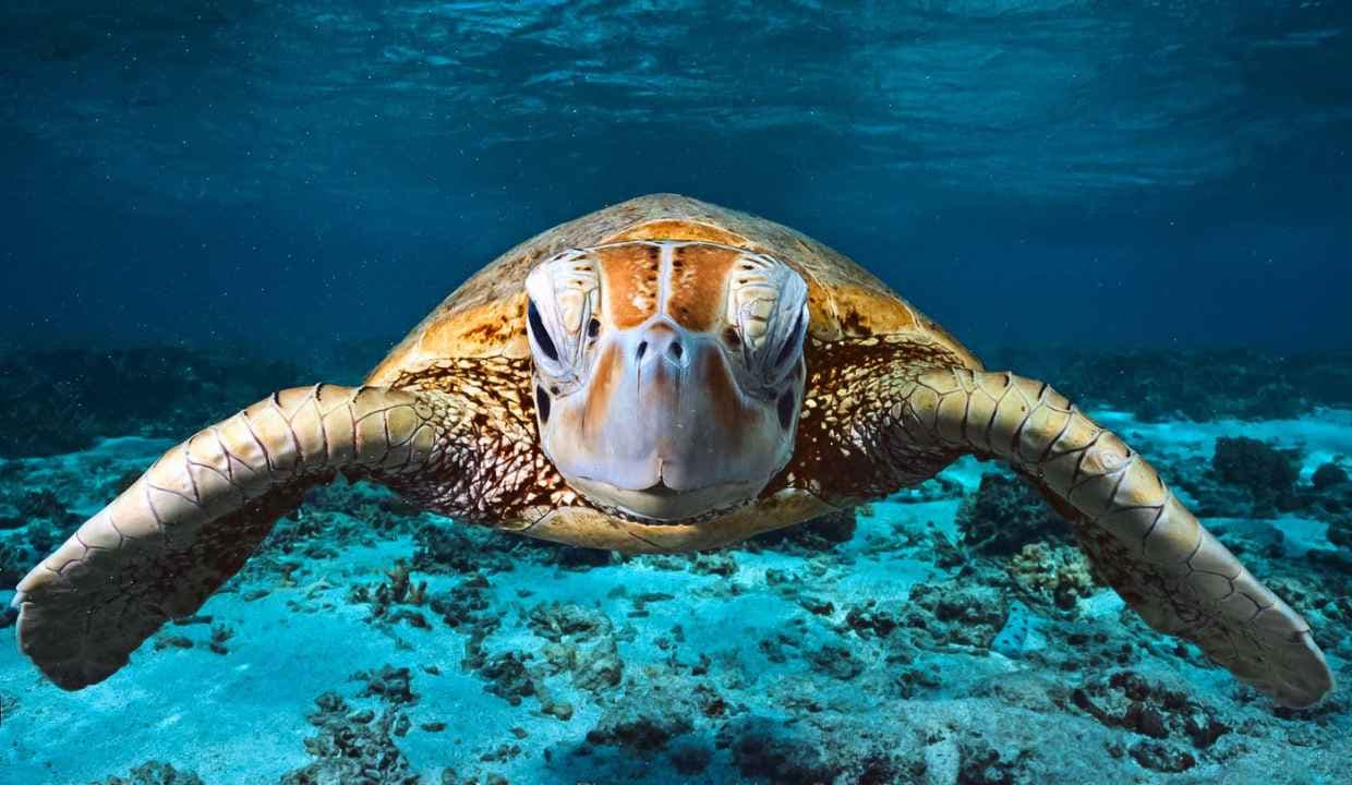 15 Popular Destinations for Wildlife Enthusiasts Around the Globe