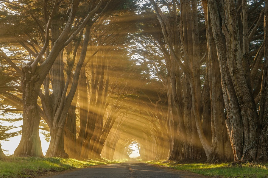 Cypress Tree Tunnel