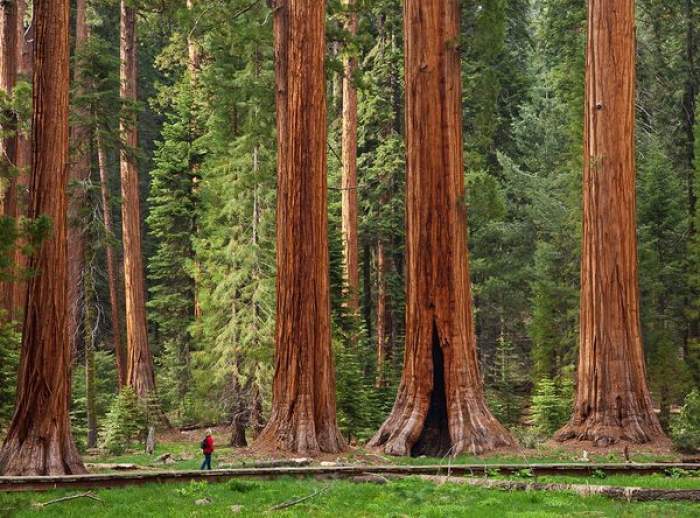 Sequoia National Park