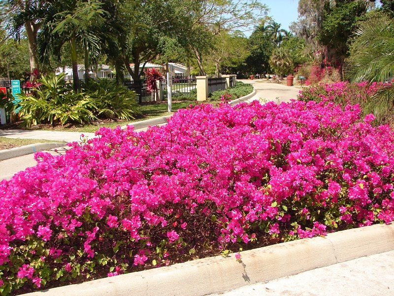 Garden of Fragrance