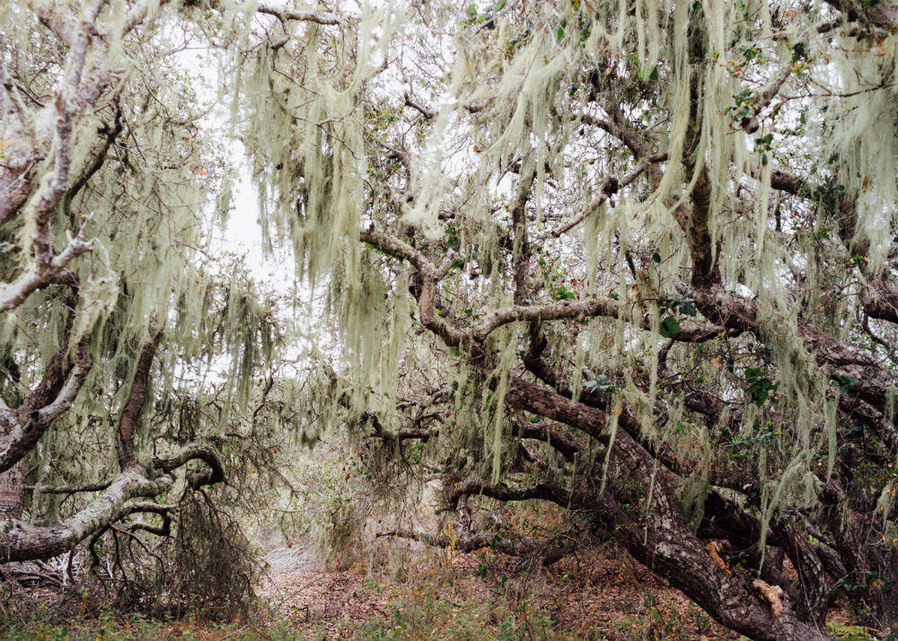 Elfin Forest California