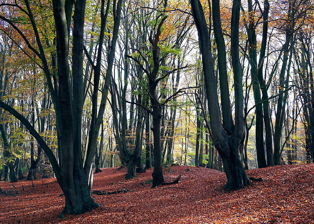 Epping Forest Essex England