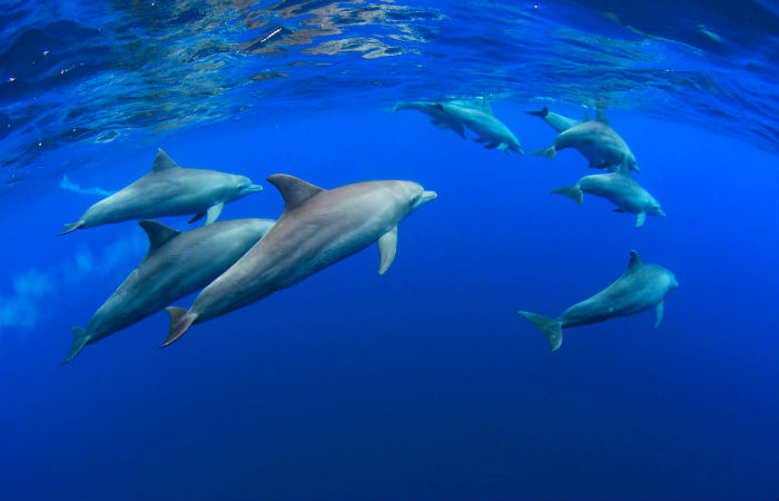 Indian Ocean