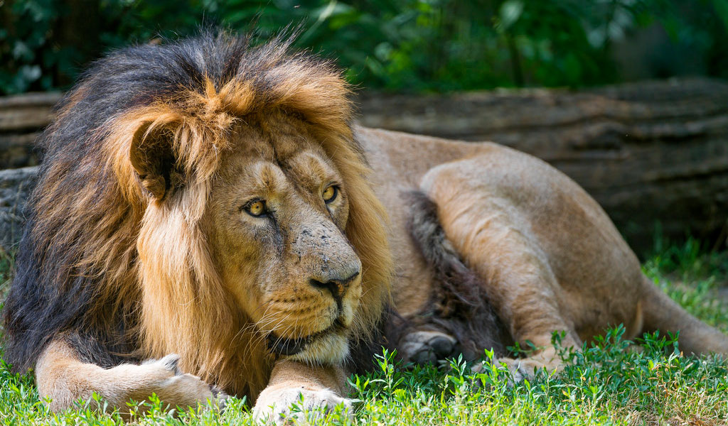 Asiatic-Lions