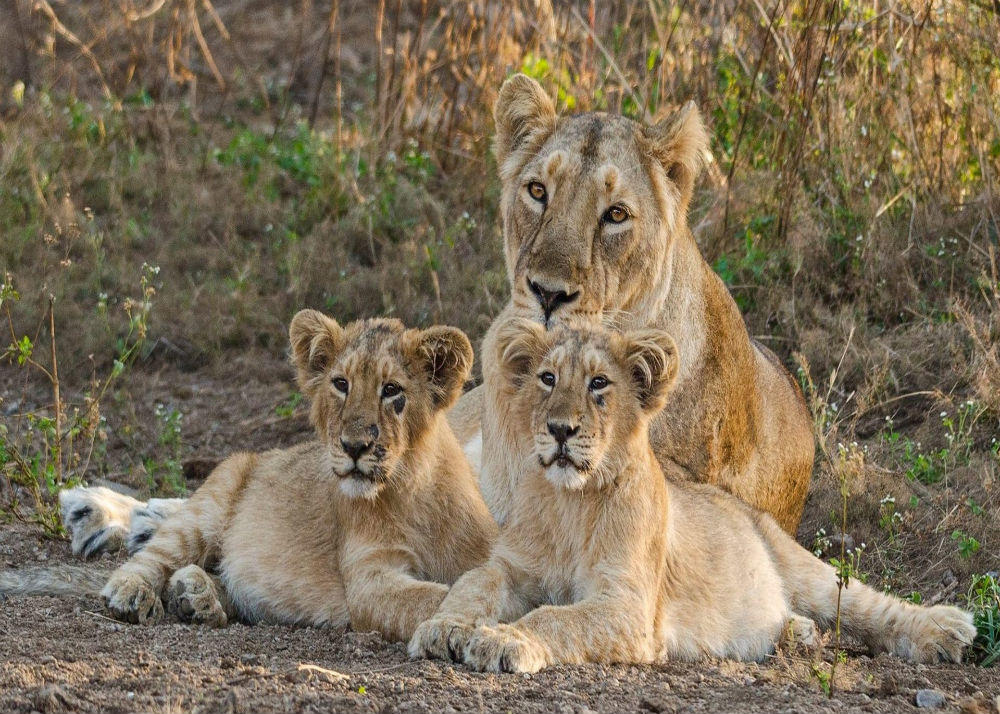 gir forest