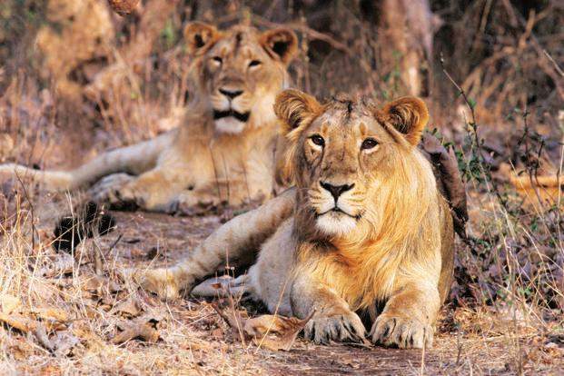 lions