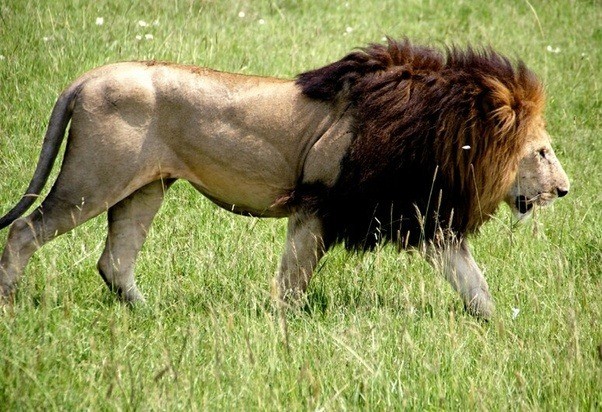 Asiatic Lion
