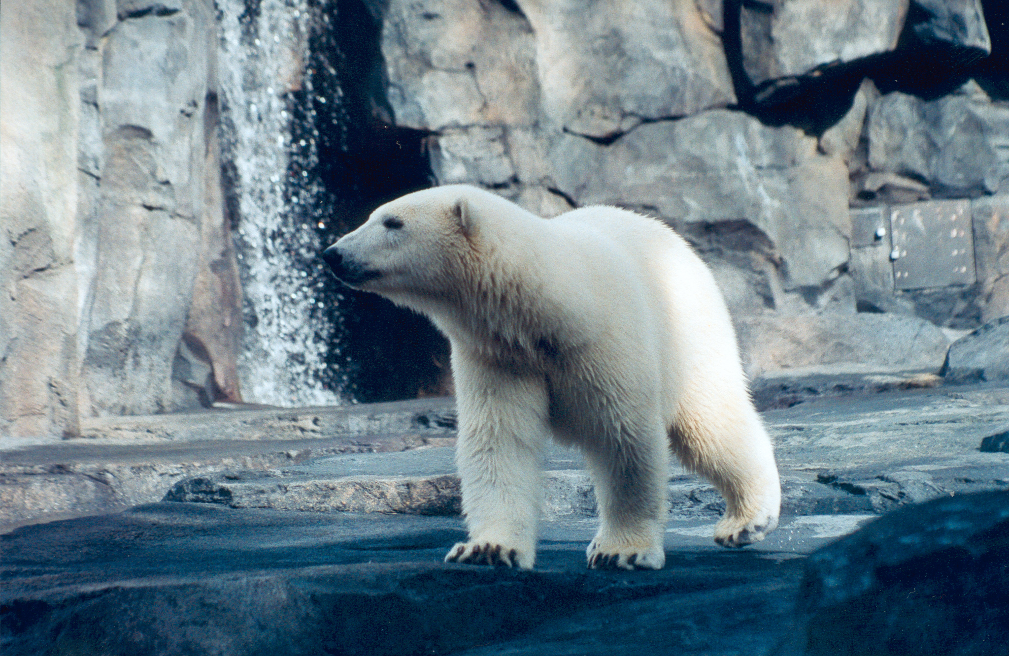 alaska zoo