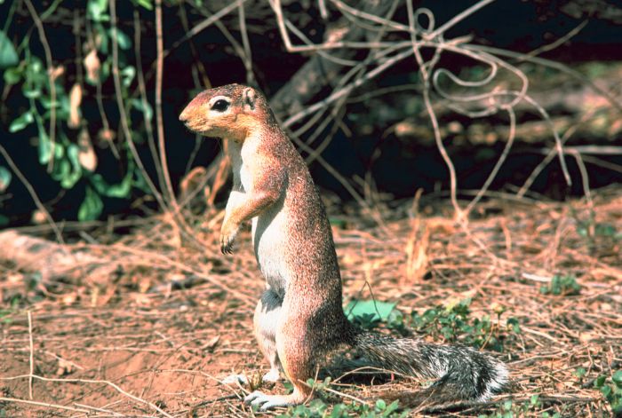 Kgalagadi Transfrontier Park