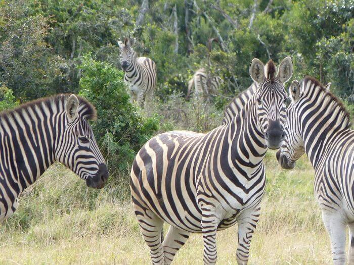 Kruger National Park