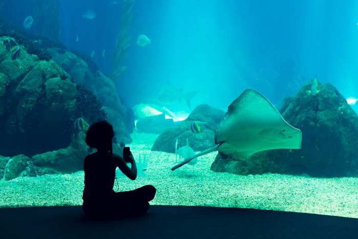 The Lisbon Oceanarium