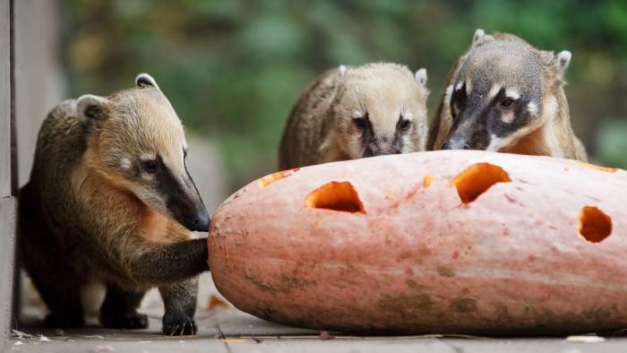 Animals at Prague Zoo