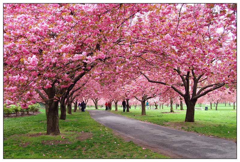   Brooklyn Botanic Gardens, New York, New York