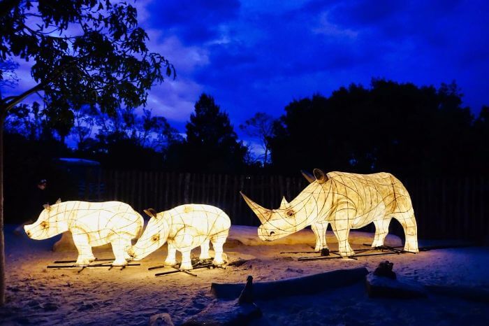 Werribee Zoo Night Safari