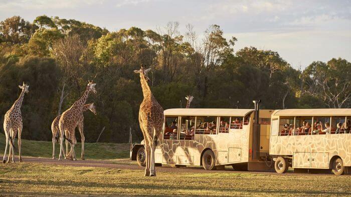 Werribee Zoo Safari