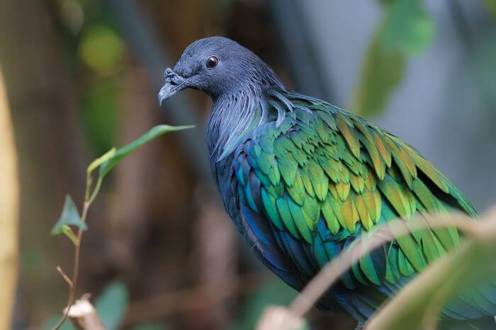 Campbell Bay National Park