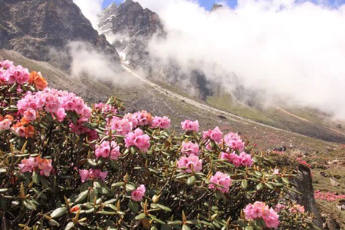 Long Weekends In India 2019 Blossoming Season