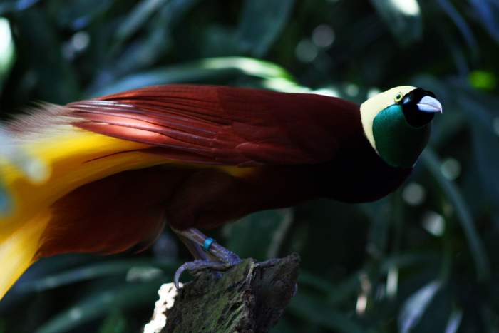 Bali Bird Park