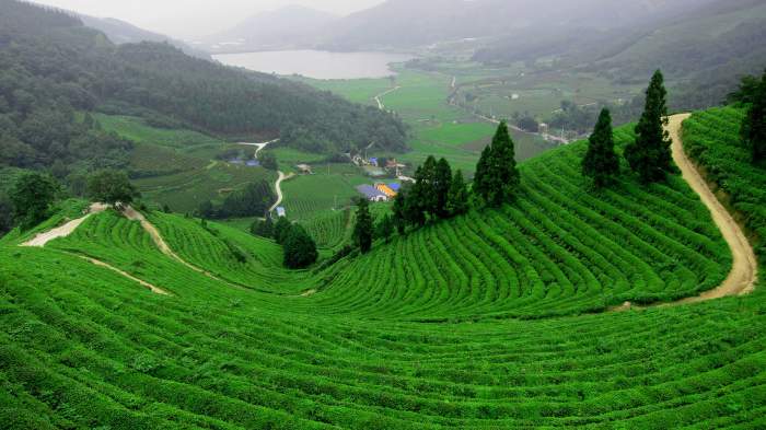 Long Weekends In India 2019 Wayanad