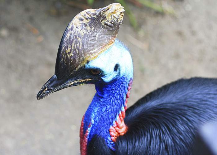 Bali Bird Park