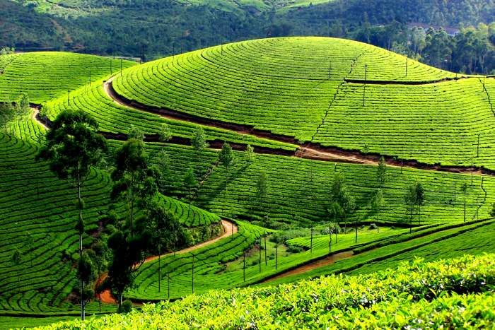 Kannan Devan Hills
