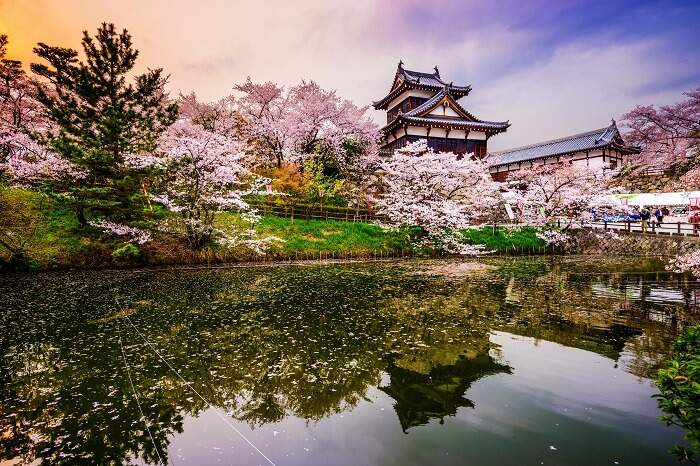 cherry blossom Japan