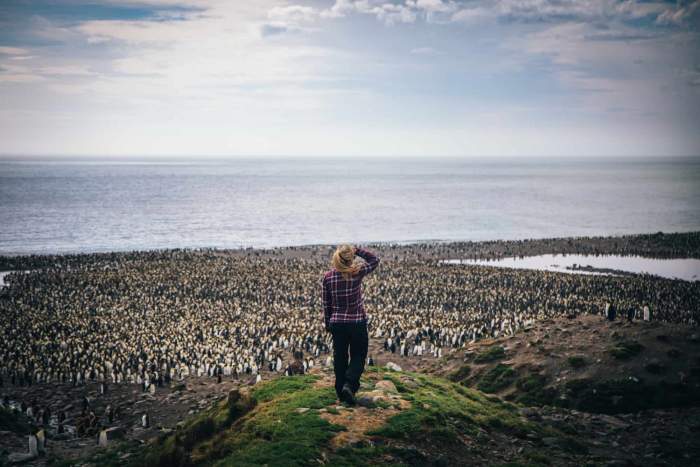 falklands islands