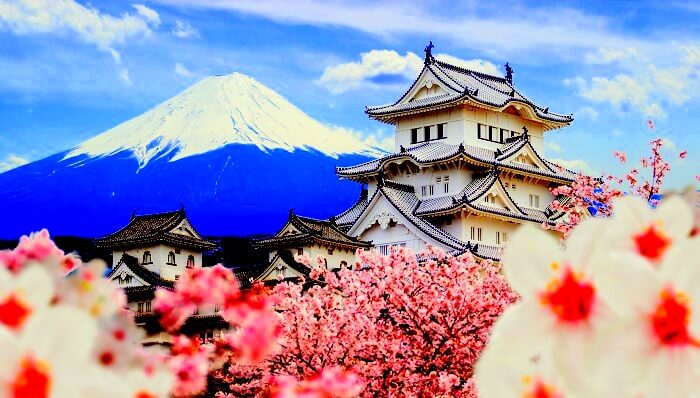 japan cherry blossoms