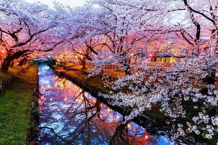 japan cruises