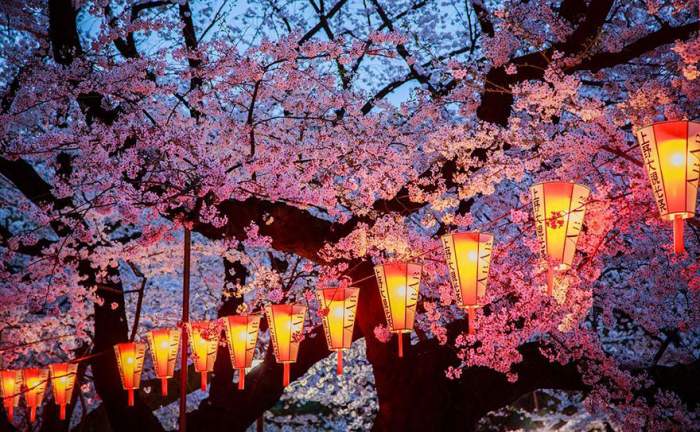 spring japan cherry blossoms