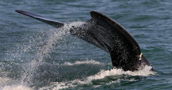 wildlife at Right Whale Bay