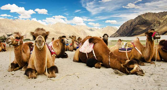 Bactrian Camels at Hunder