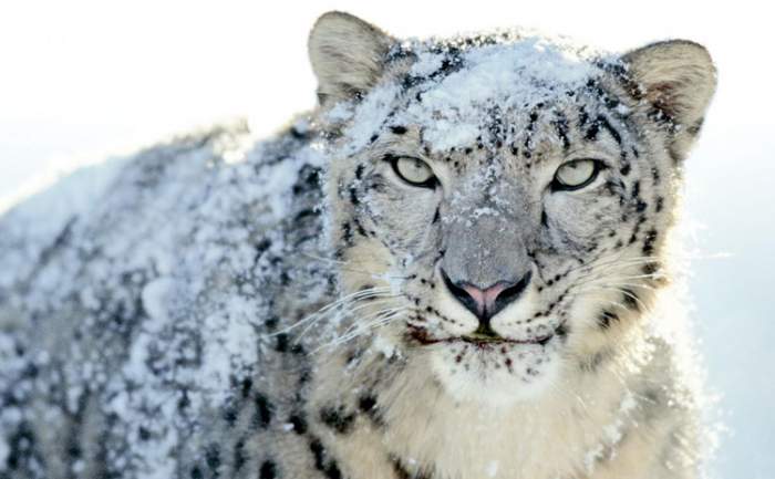 Snow Leopard